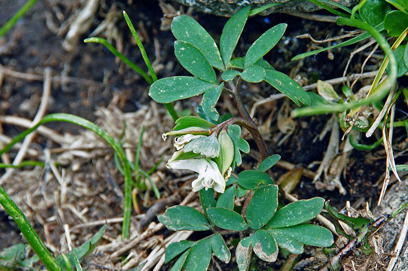 Corydalis solida